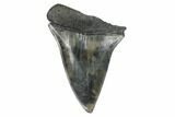 Fossil Broad-Toothed Mako Tooth - South Carolina #172061-1